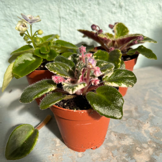 African Violet-Mini -2 inch