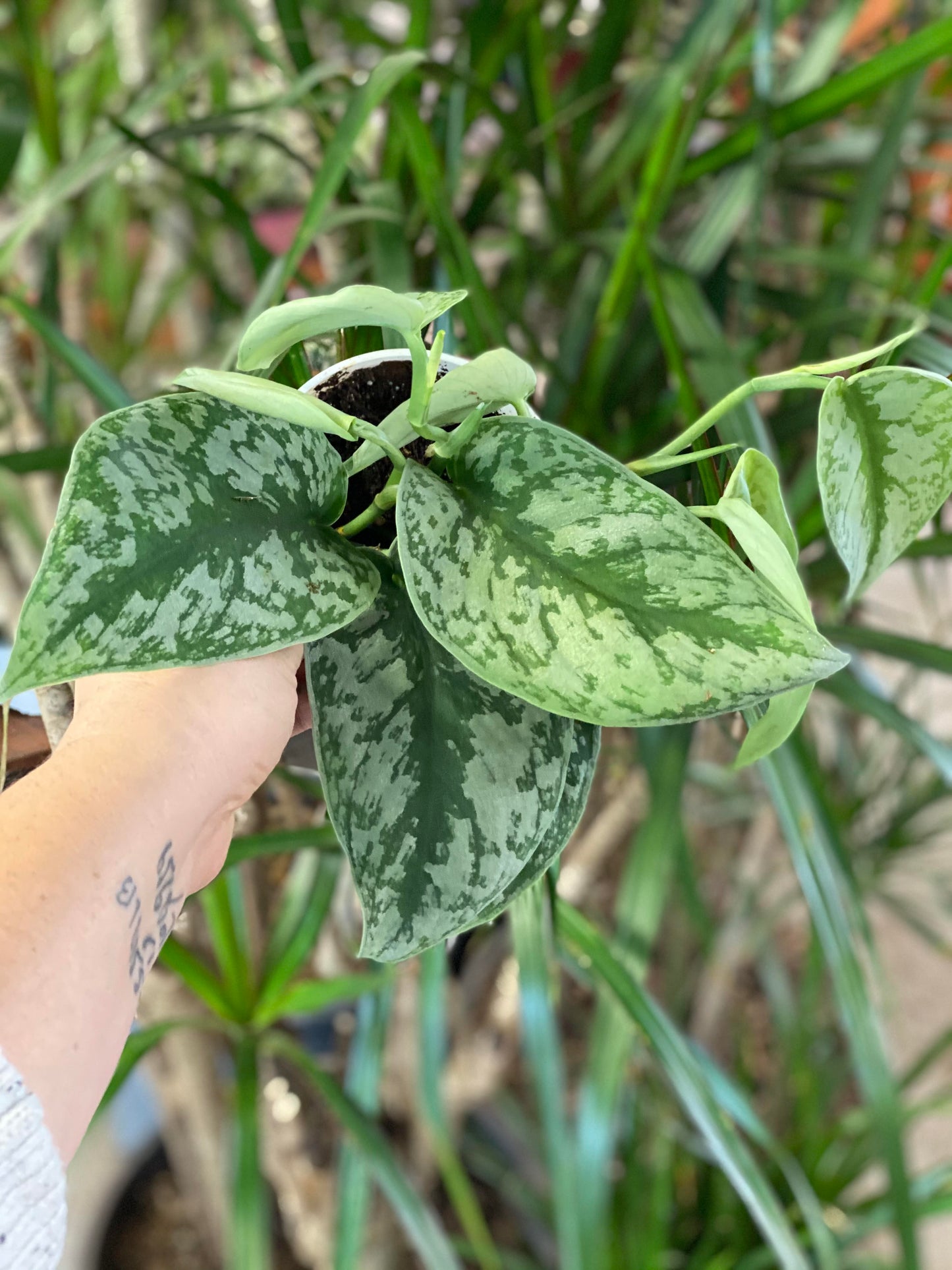 Scindapsus Pictus - Exotica (Silver Splash Pothos) 4 inch