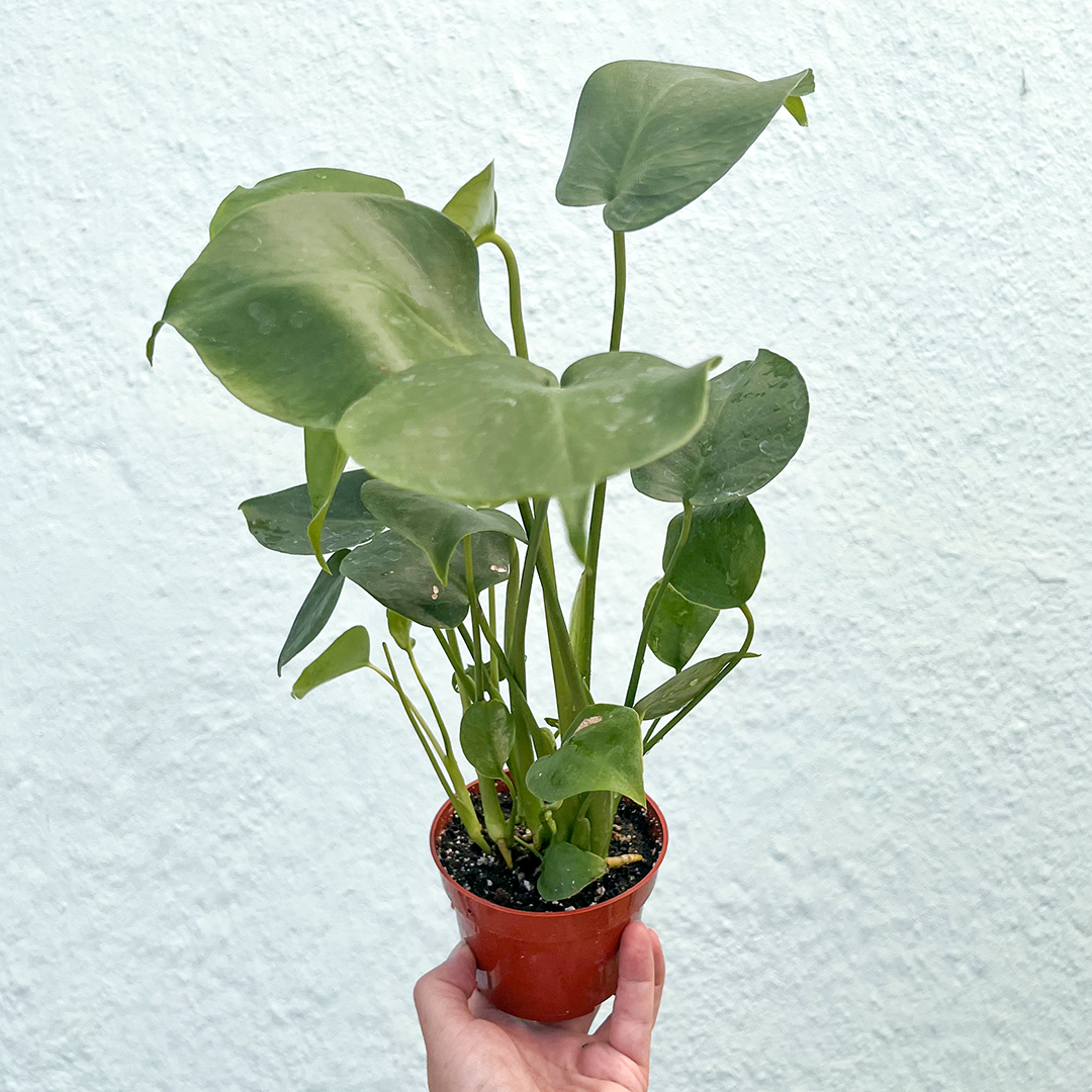 Monstera-Deliciosa 4 inch