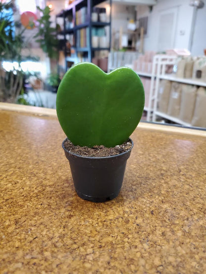 Hoya-Kerrii Green 2 inch