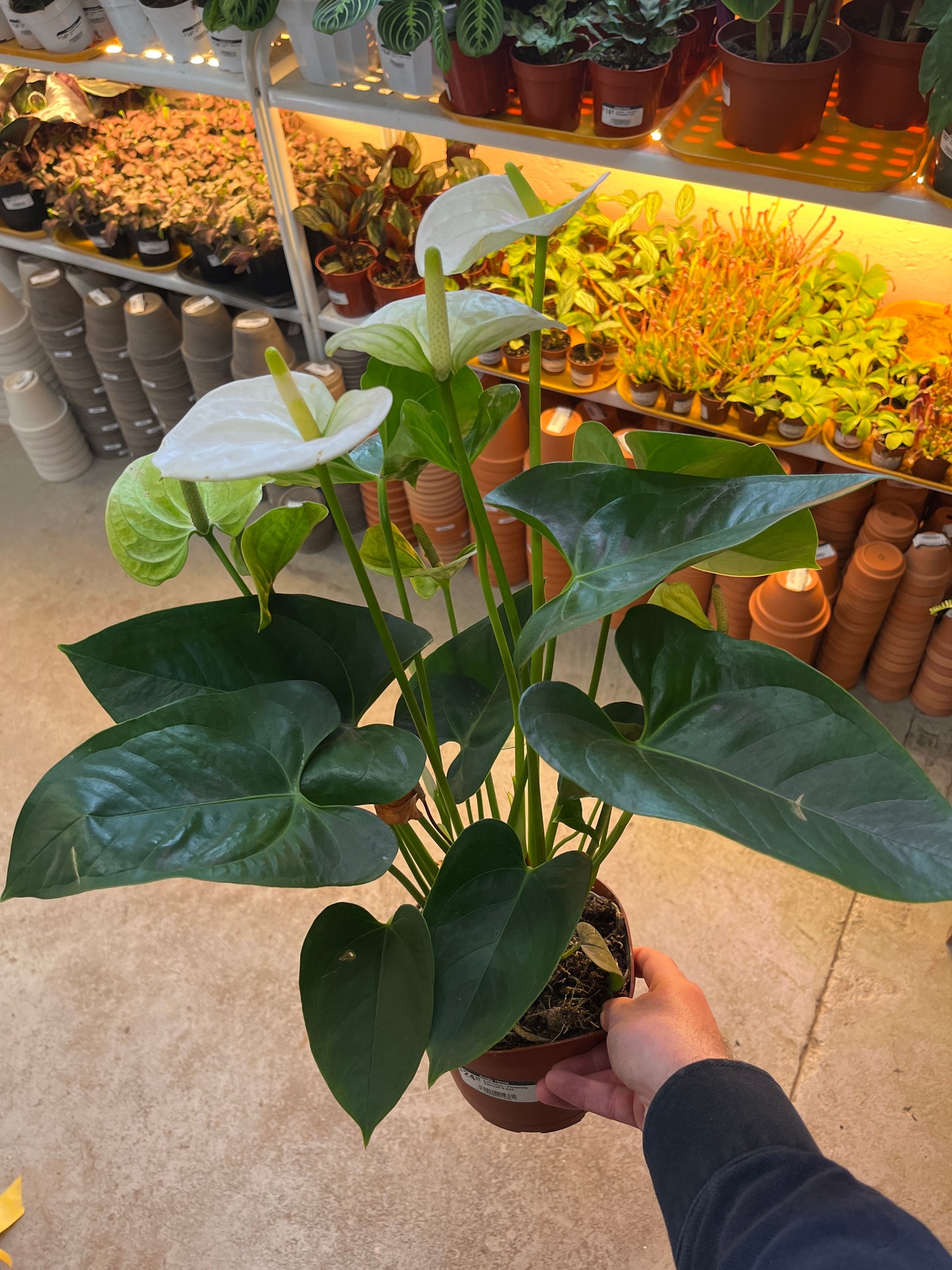 Anthurium-Dutch Assorted-4 inch