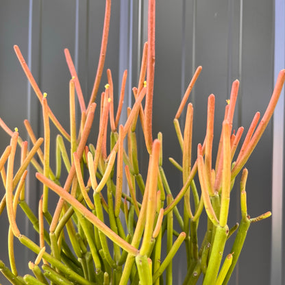 Pencil Cactus-Fire Sticks 4 inch