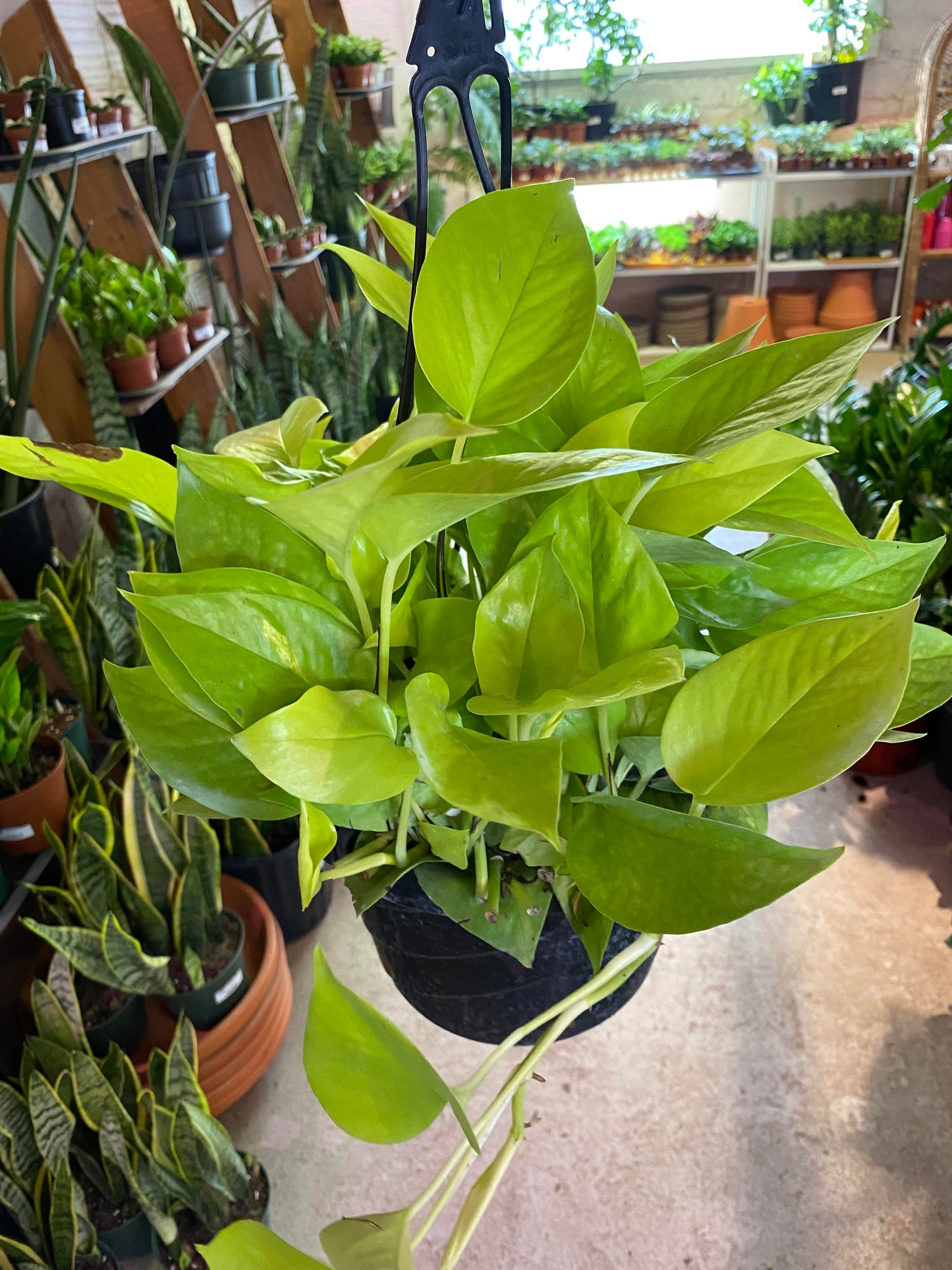Pothos-Neon 8 inch HB