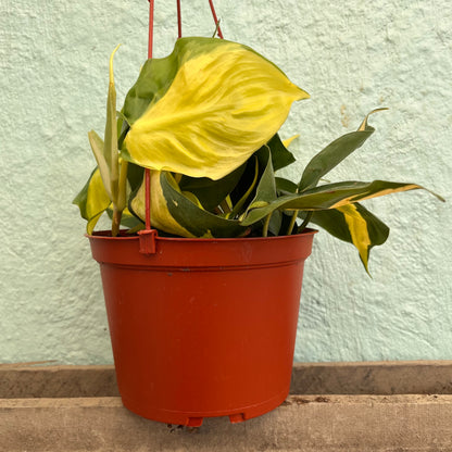 Philodendron-Cordatum Lemon Stripe 6" Hanging