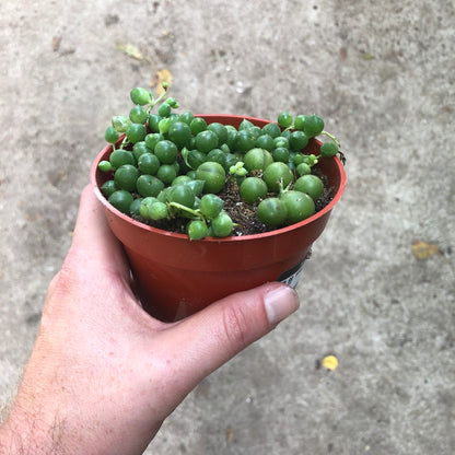 Senecio-Rowleyanus (String of Pearls)- 4 inch