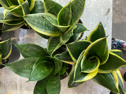 Sansevieria-Assorted 4 inch
