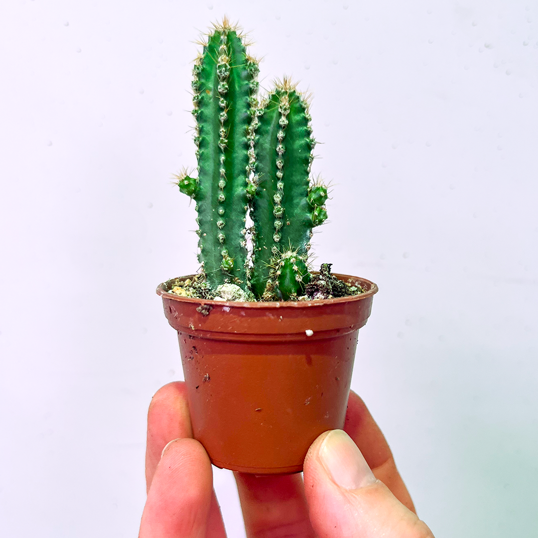Cactus - Fairy Castle-2 inch