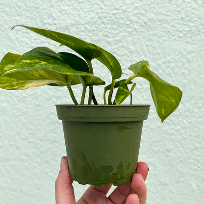 Pothos - Golden 4 inch