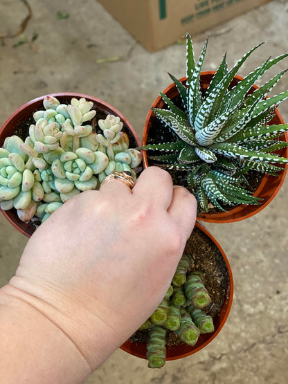 Succulents-Assorted- 4 inch