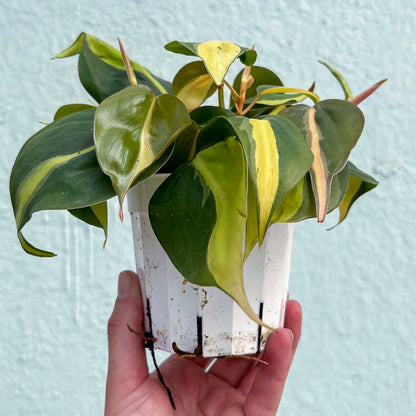 Philodendron-Brasil-4 inch
