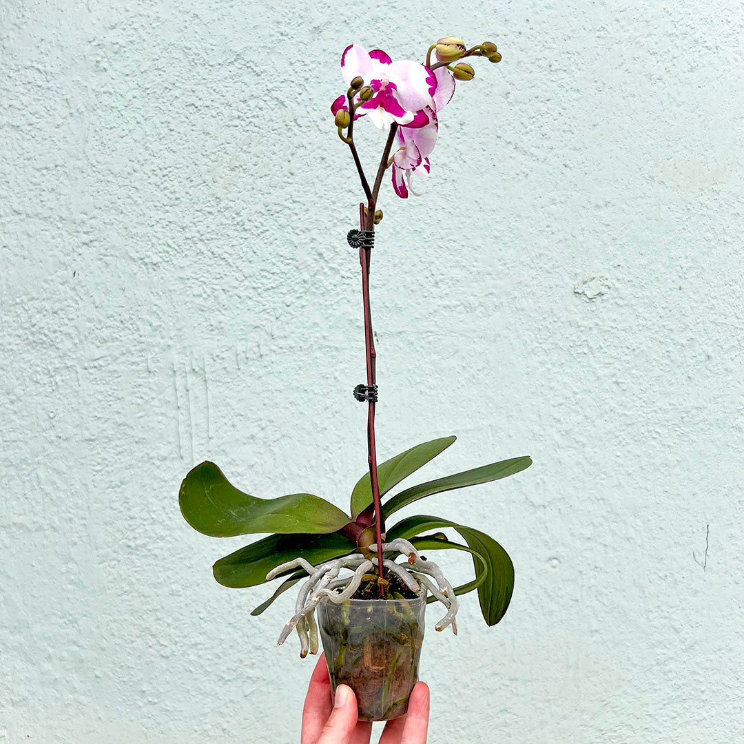Orchid-Phalaenopsis Single Spike-3 inch