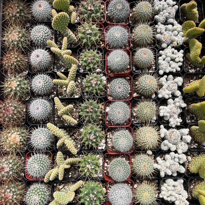 Cactus-Assorted-2 inch