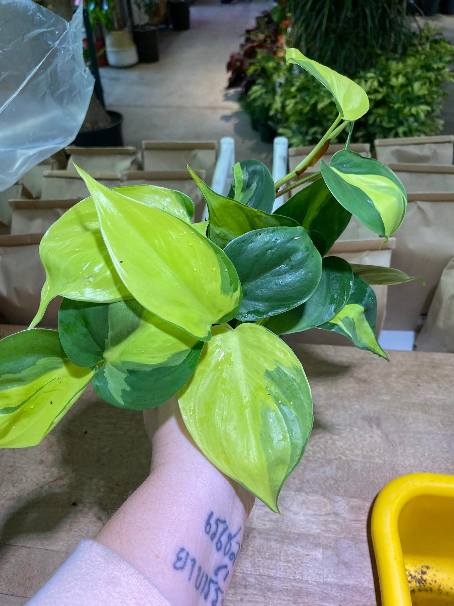 Philodendron-Brasil-4 inch