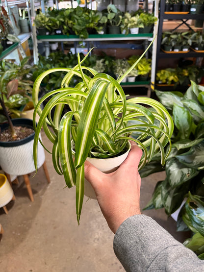 Spider-Bonnie 4 inch