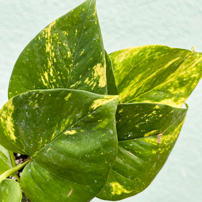 Pothos - Golden 4 inch