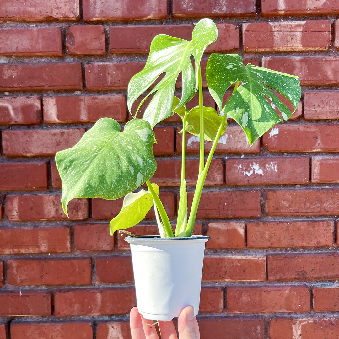 Monstera Deliciosa Thai Constellation 4 inch