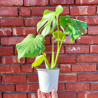 Monstera Deliciosa Thai Constellation 4 inch