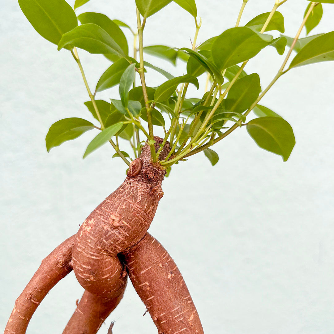 Ficus-Ginseng Bonsai-4 inch