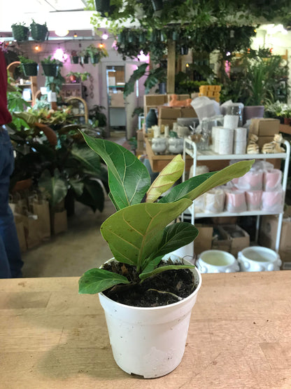 Ficus-Lyrata (Pandurata) Bush Fiddle Leaf Fig 4 inch