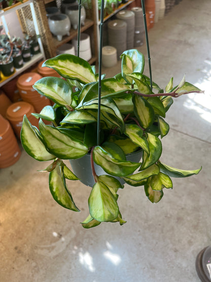 Hoya-Crimson Princess 6"