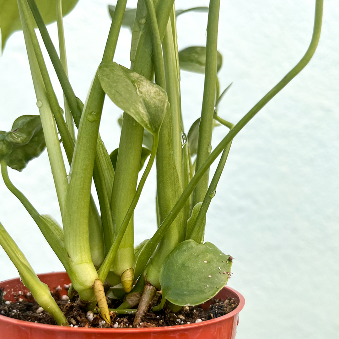Monstera-Deliciosa 4 inch