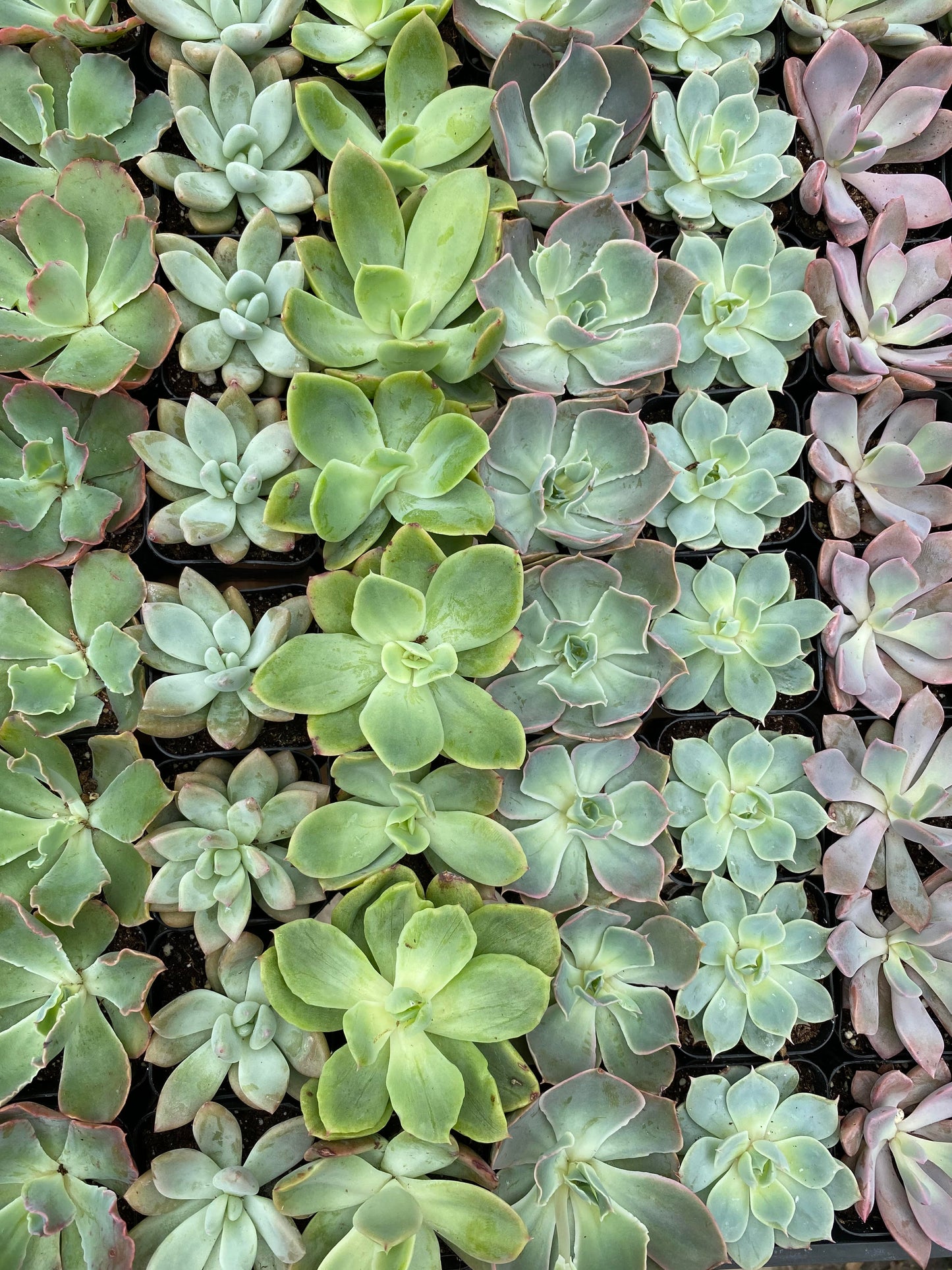 Succulents-Assorted-2 inch