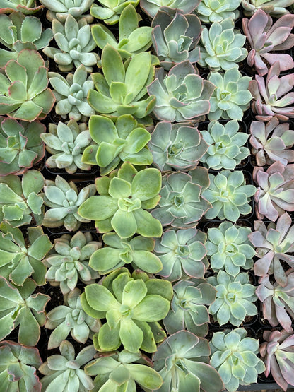Succulents-Assorted-2 inch