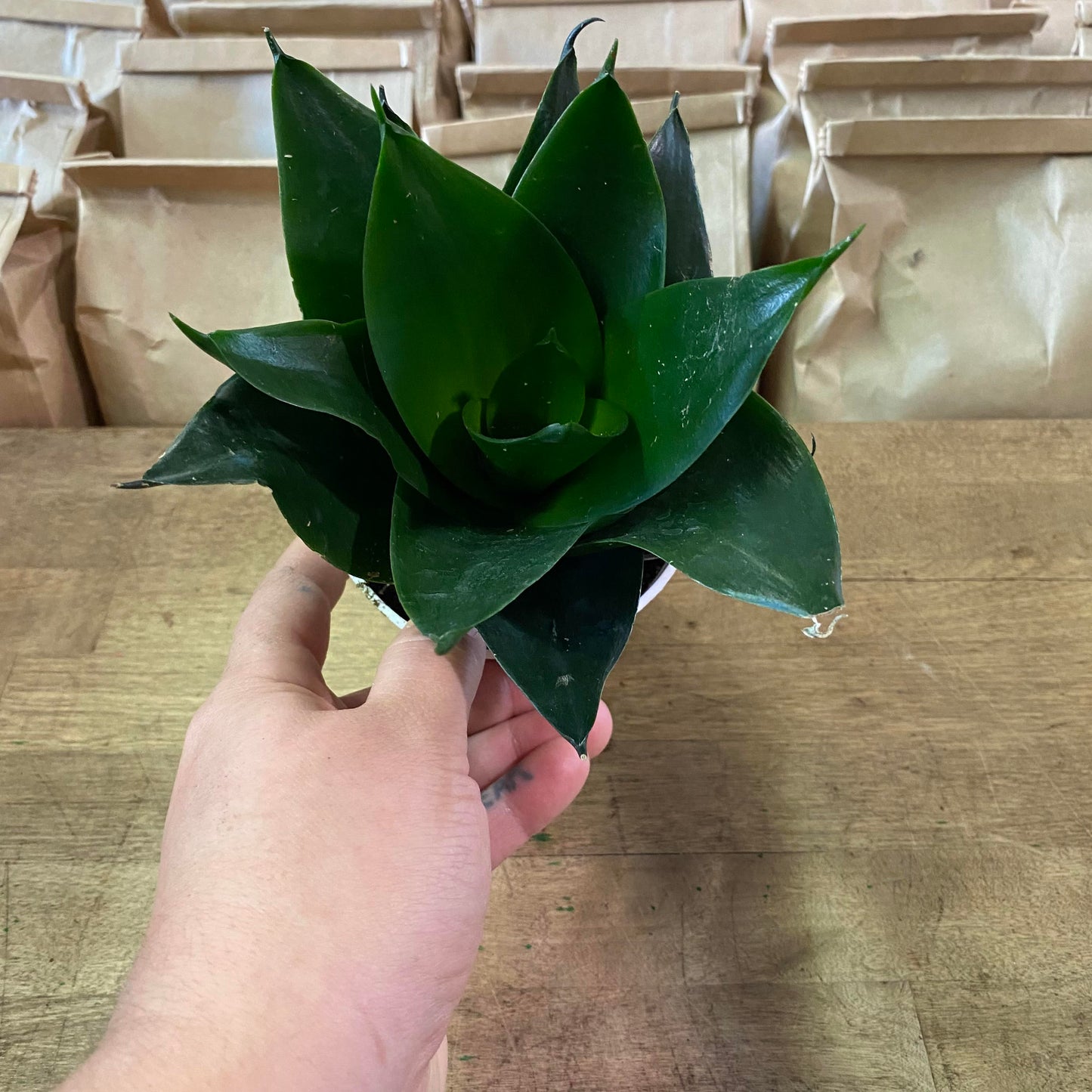 Sansevieria-Assorted 4 inch