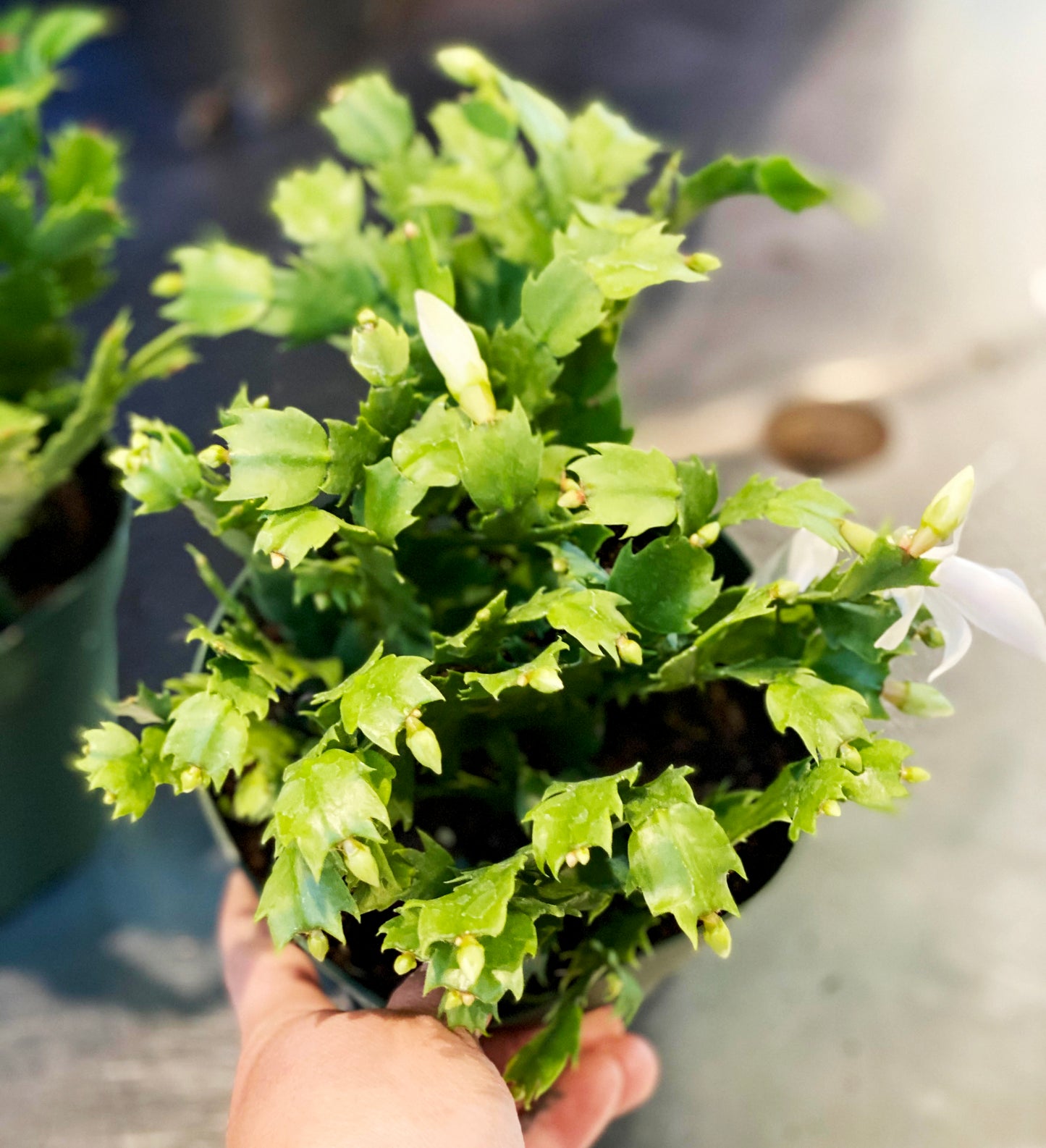 Cactus-Holiday-6 inch