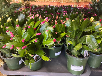 Cactus-Holiday-4 inch