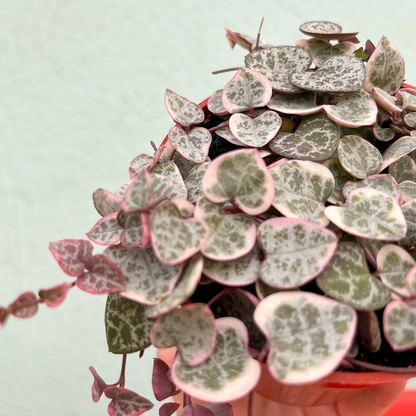String of Hearts- Variegated 4 inch
