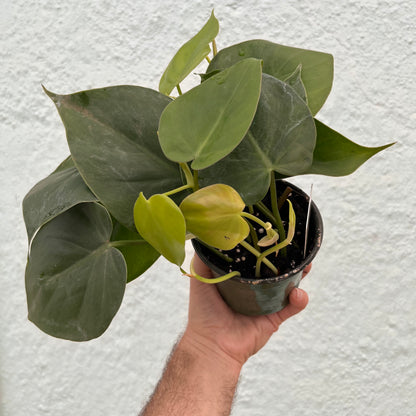 Philodendron-Cordatum 4"