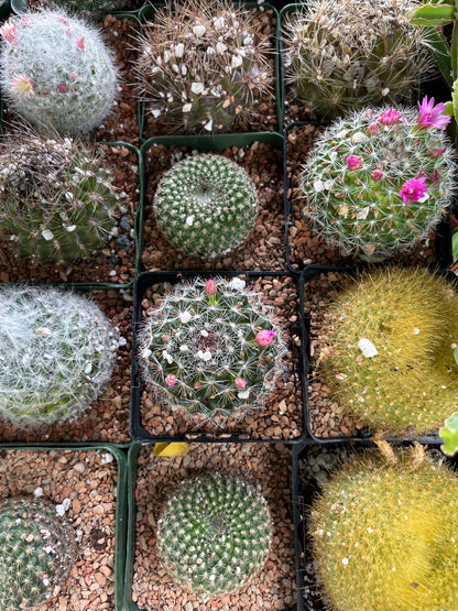 Cactus-Assorted-4 inch