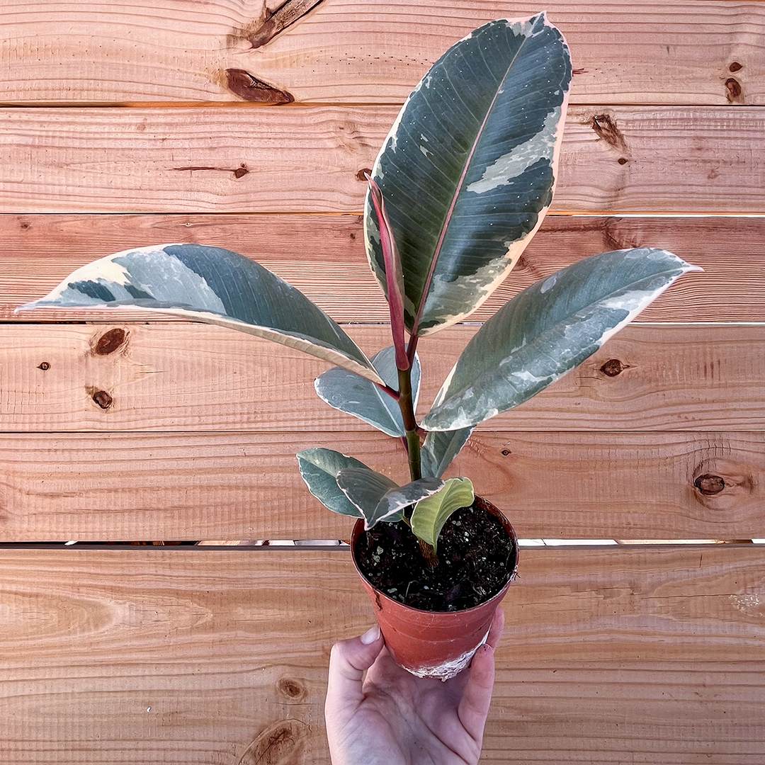 Ficus- Tineke 4 inch