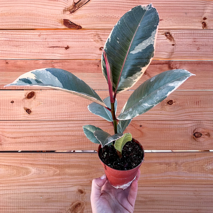 Ficus- Tineke 4 inch