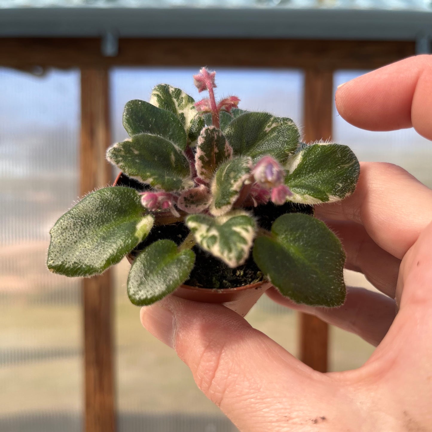 African Violet-Mini -2 inch