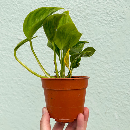 Pothos - Golden Shangri La 4 inch