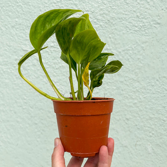Pothos - Golden Shangri La 4 inch