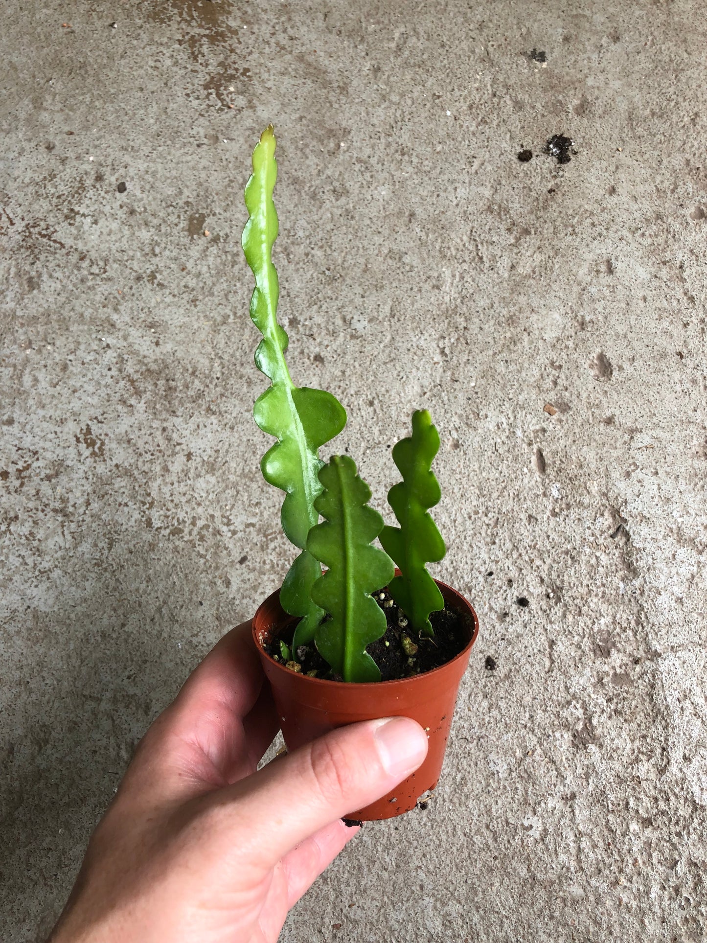 Cactus -Ric Rac Fishbone-3 inch