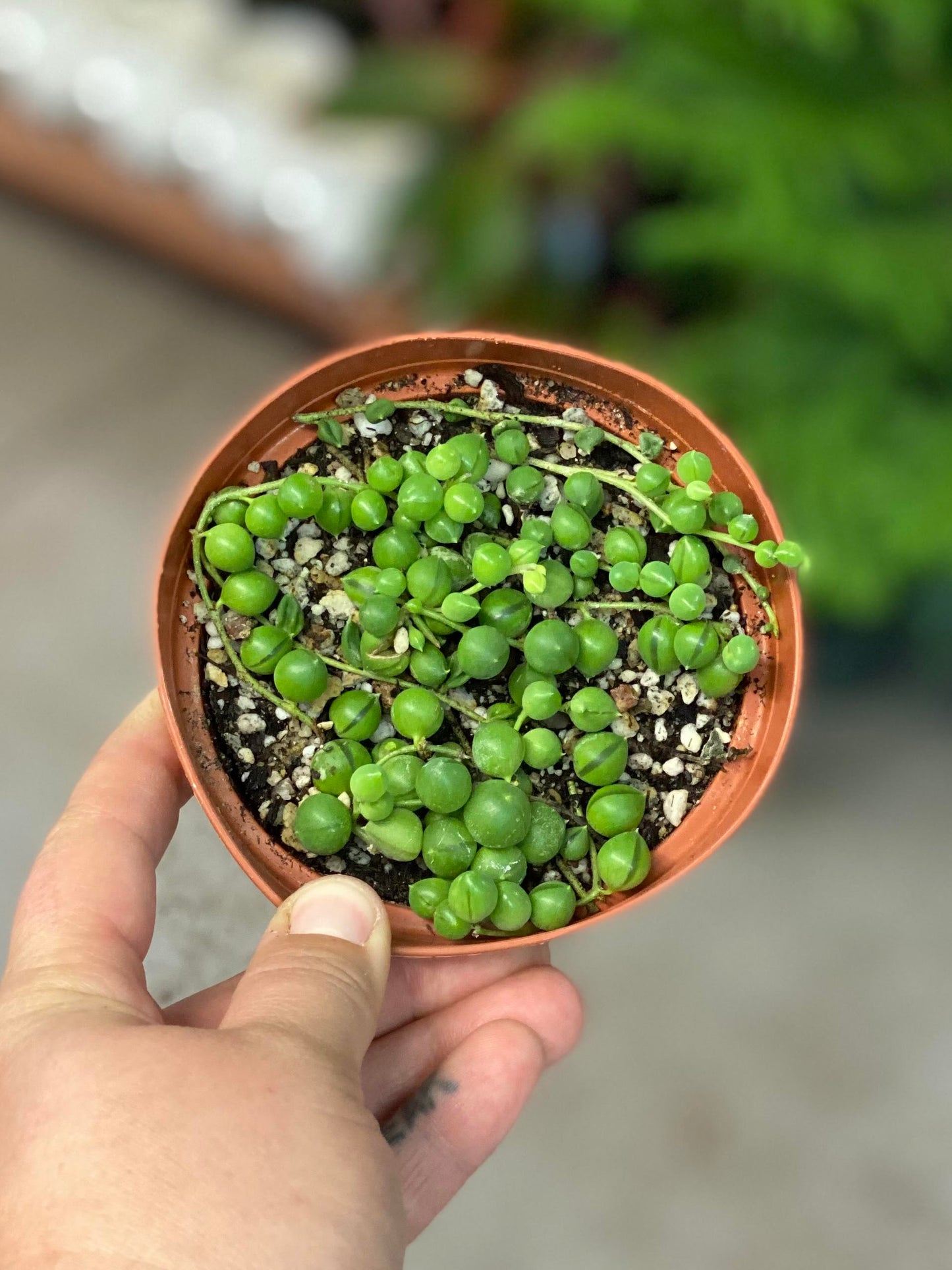Senecio-Rowleyanus (String of Pearls)- 4 inch