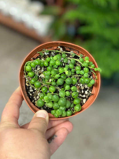 Senecio-Rowleyanus (String of Pearls)- 4 inch
