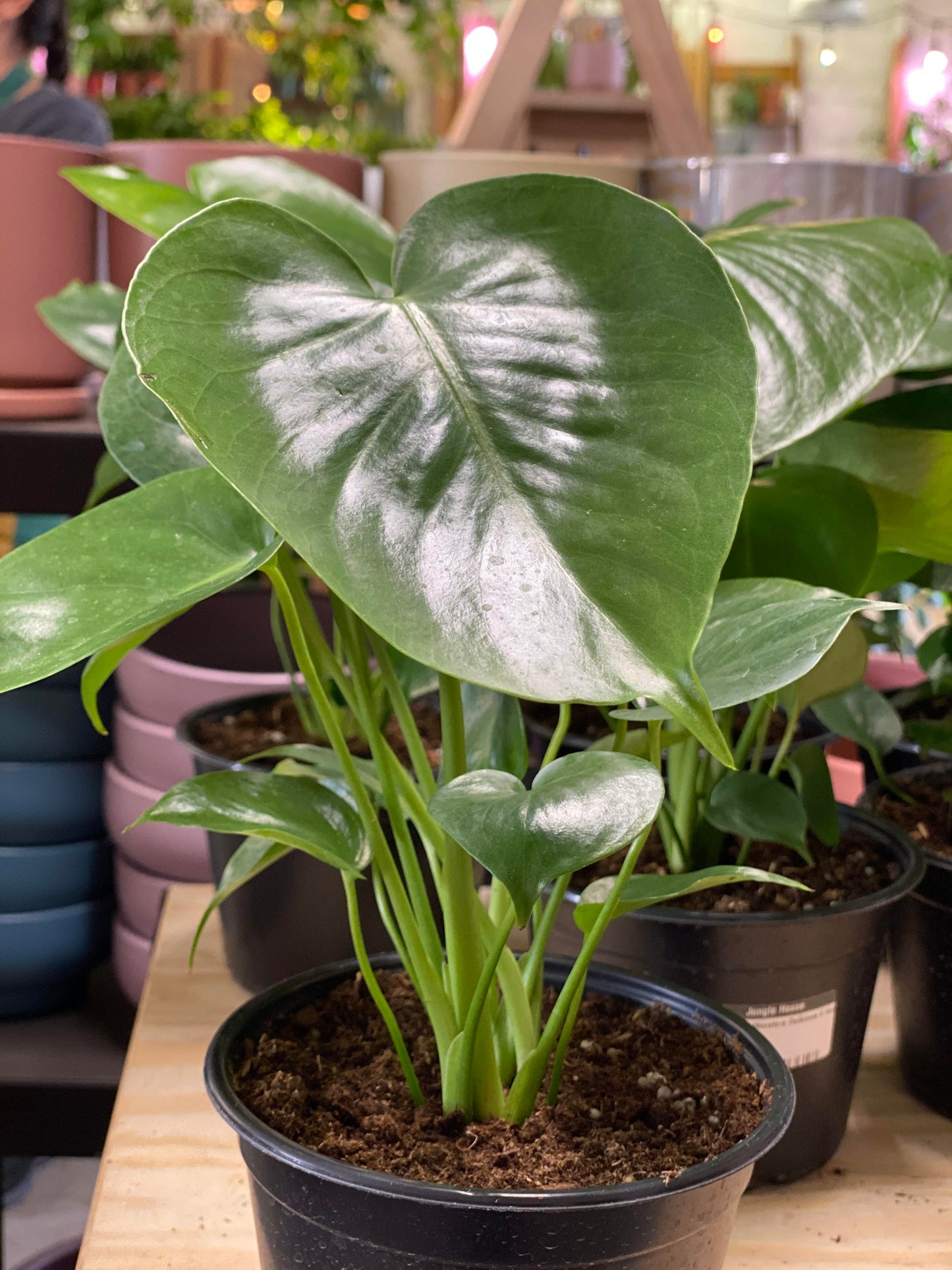Monstera-Deliciosa -6 inch
