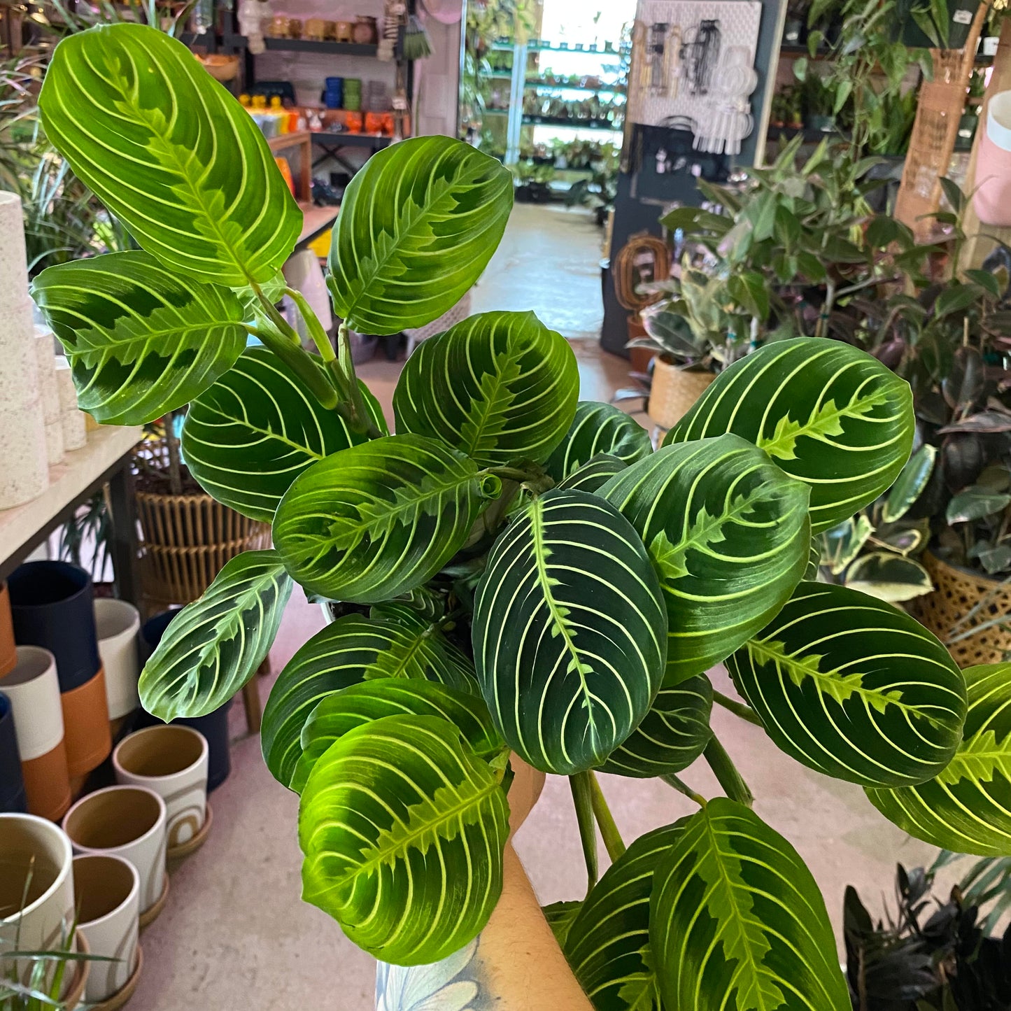 Maranta-Lemon Lime-6 inch