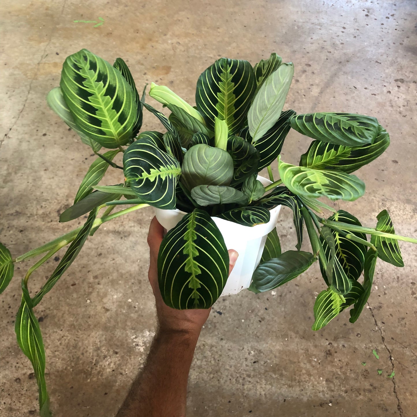 Maranta-Lemon Lime-6 inch