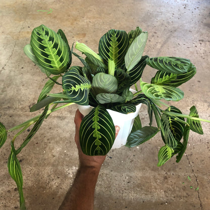 Maranta-Lemon Lime-6 inch