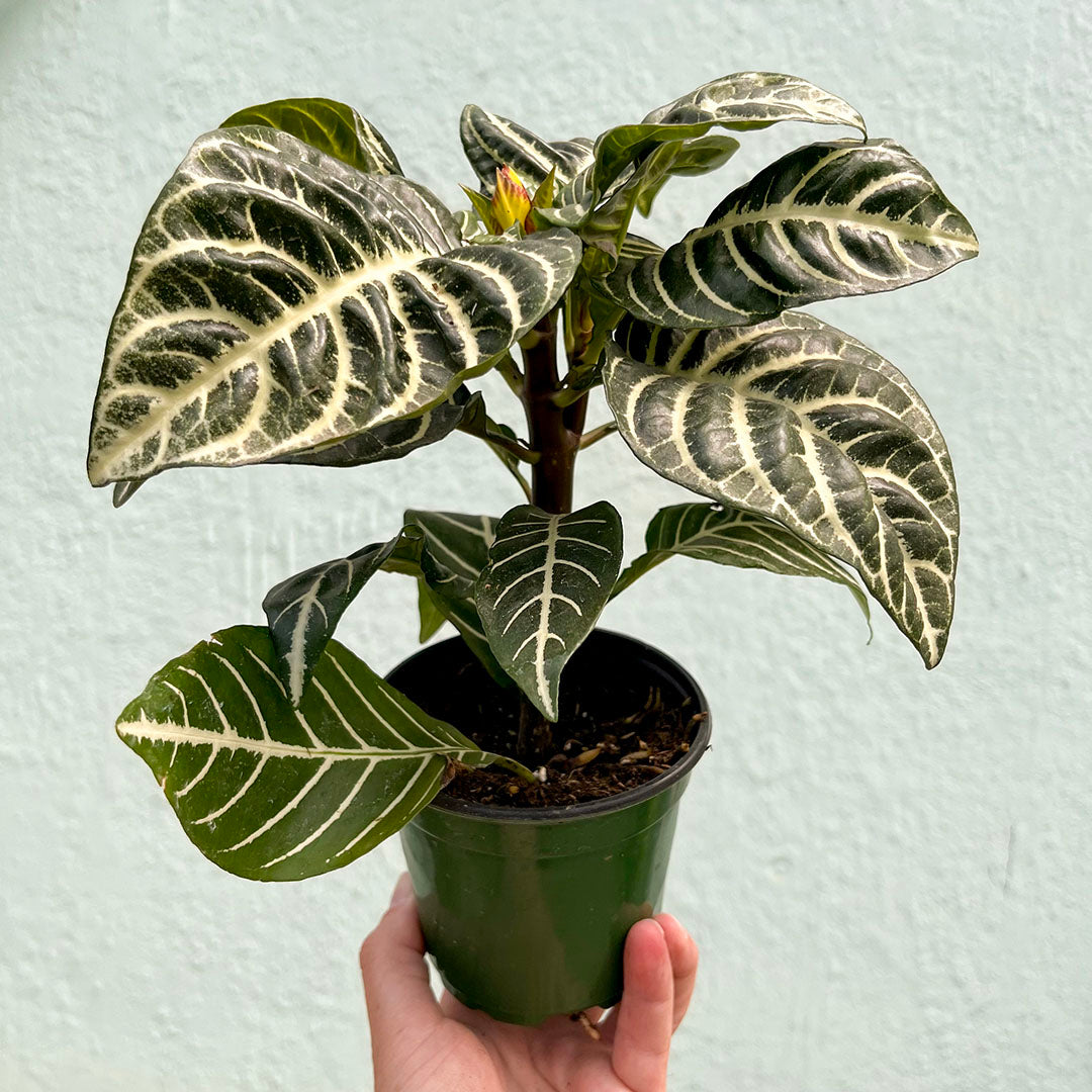 Aphelandra-Snow White (Zebra Plant) 4 inch