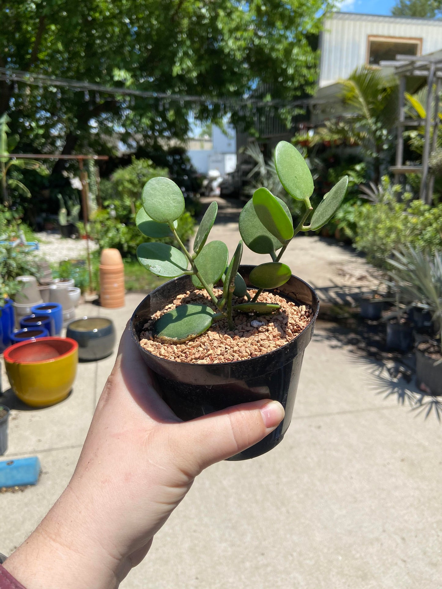 Silver Dollar Vine- Xerosicyos danguyi 4 inch