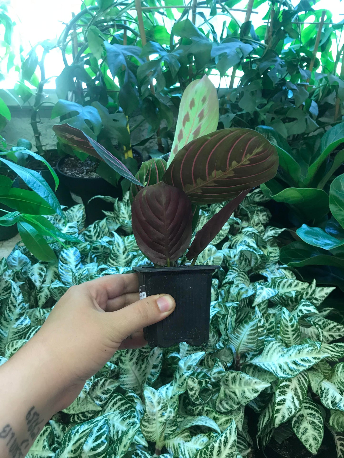 Maranta - Red 3"
