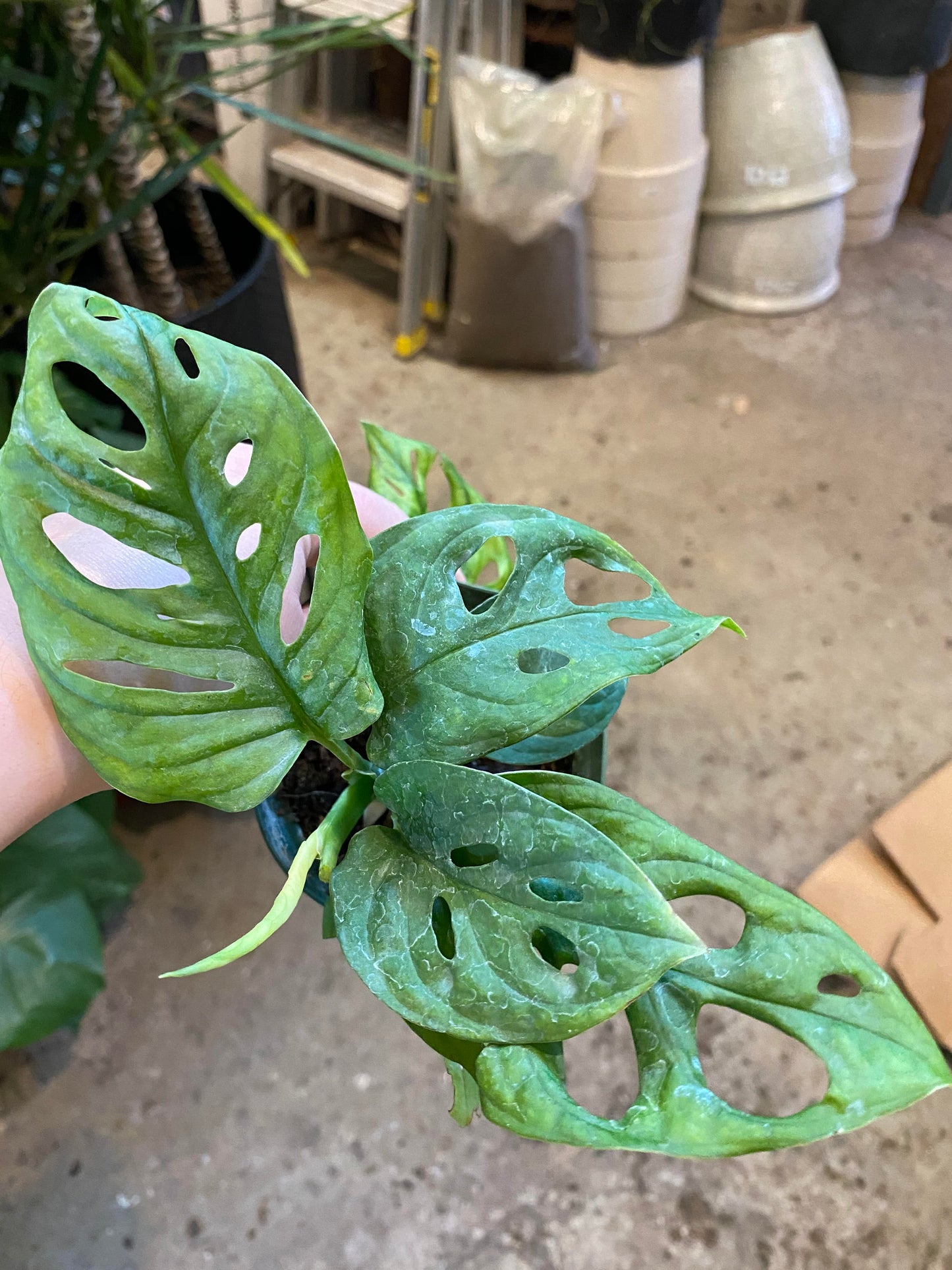 Monstera-Adansonii-4 inch