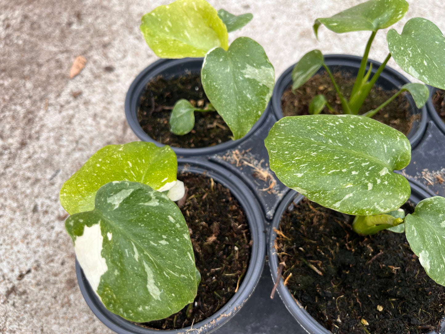 Monstera Deliciosa Thai Constellation 4 inch